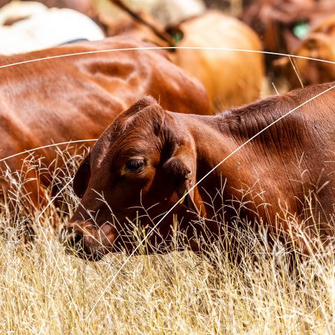 cows graving in a paddock of long grass