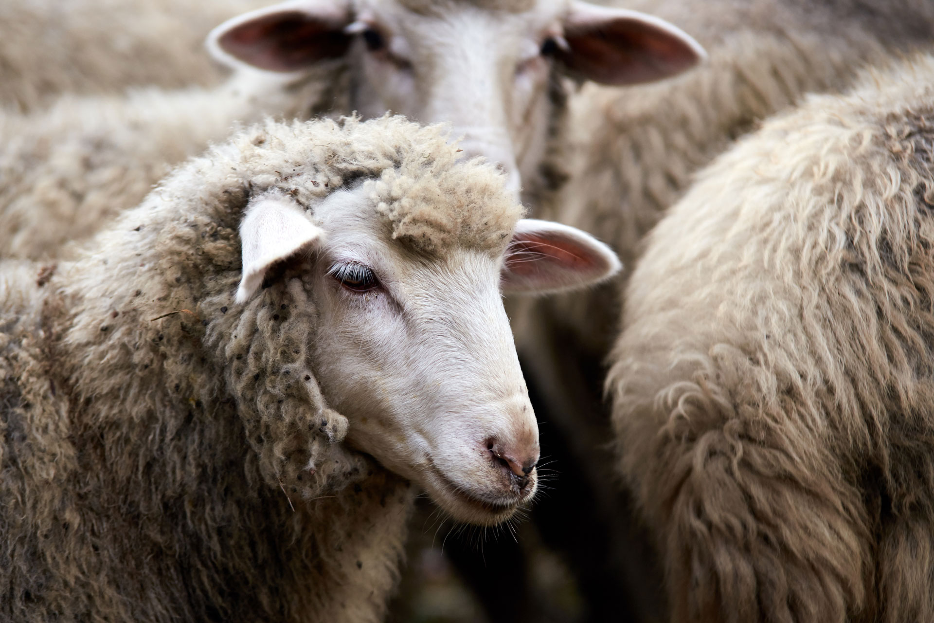 Close up of a sheep standing in a pen